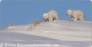 Polar Bear Cubs